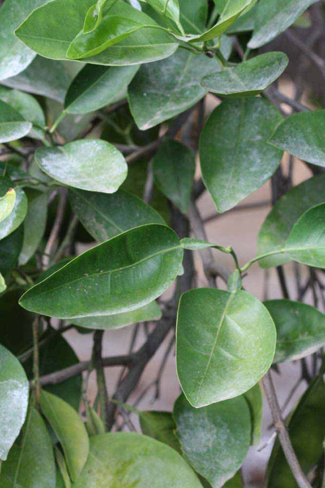              Shade leaves (Riverside, CA)       